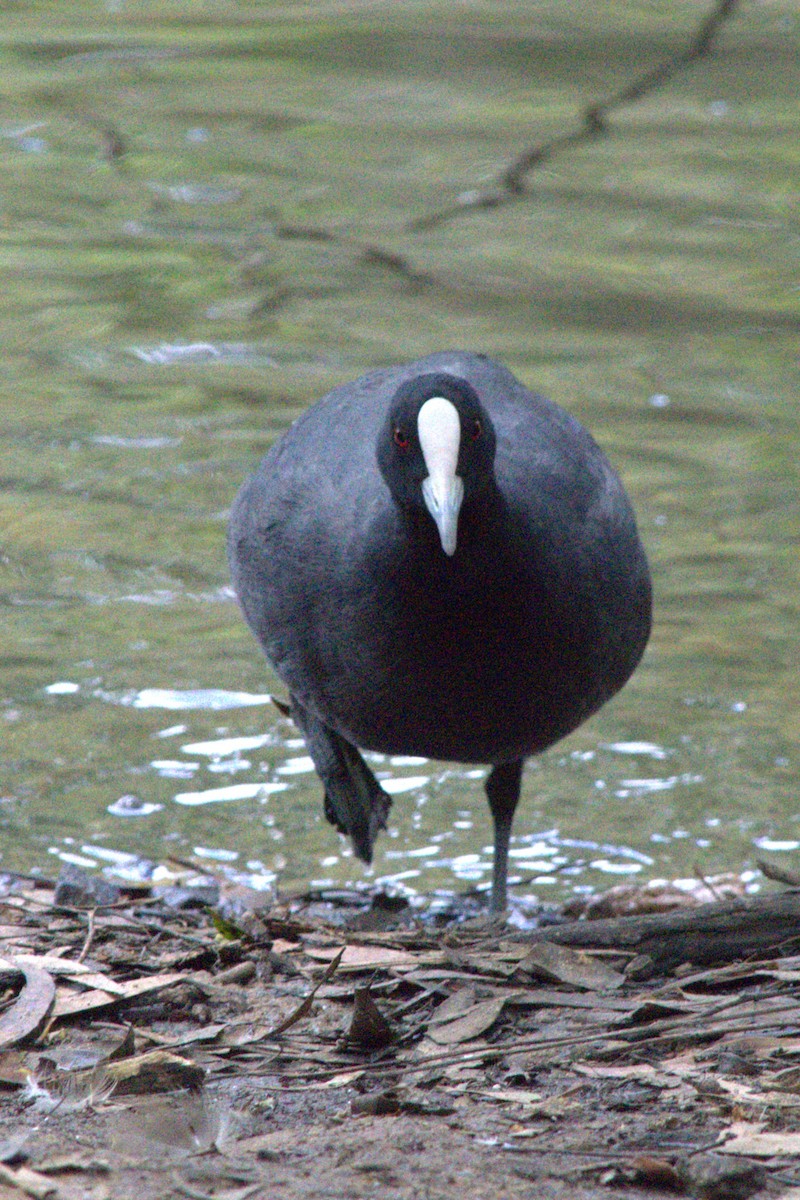 Eurasian Coot - ML613705499