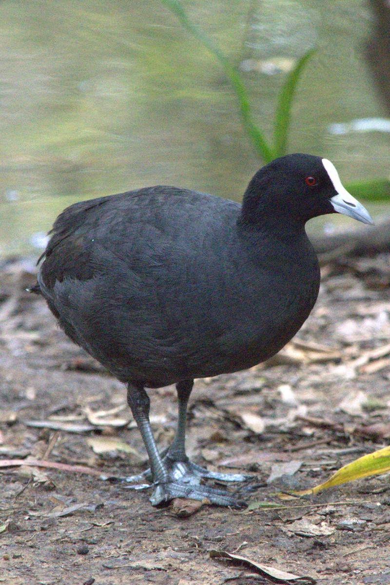 Eurasian Coot - ML613705500