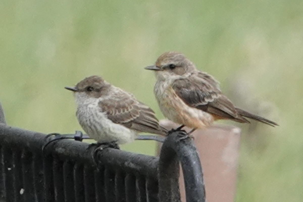 Vermilion Flycatcher - ML613705502