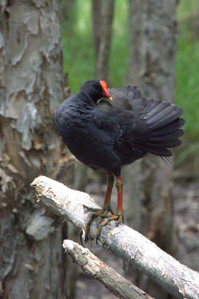 Dusky Moorhen - ML613705504