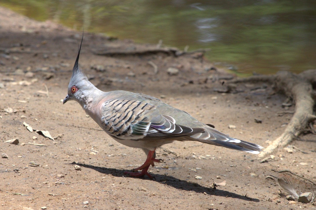 Crested Pigeon - ML613705510