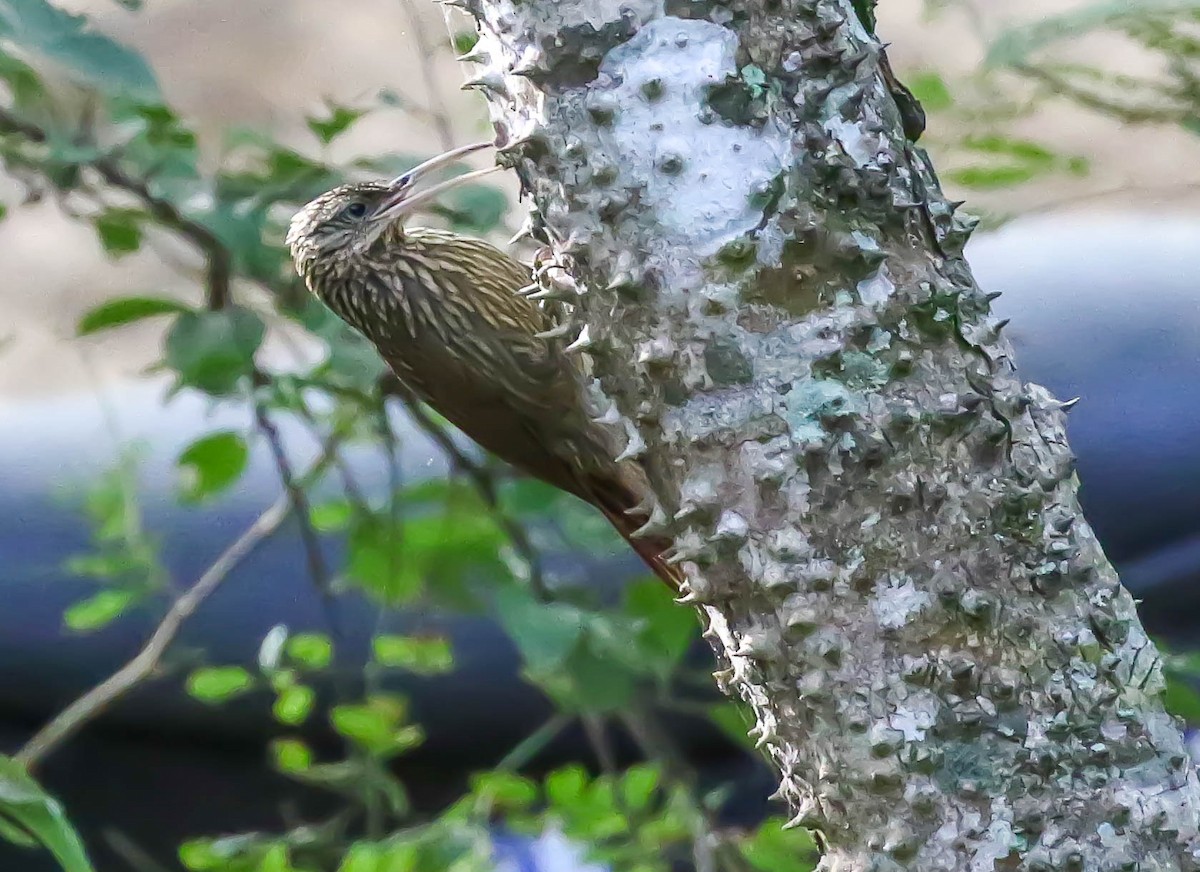 Ivory-billed Woodcreeper - ML613705511