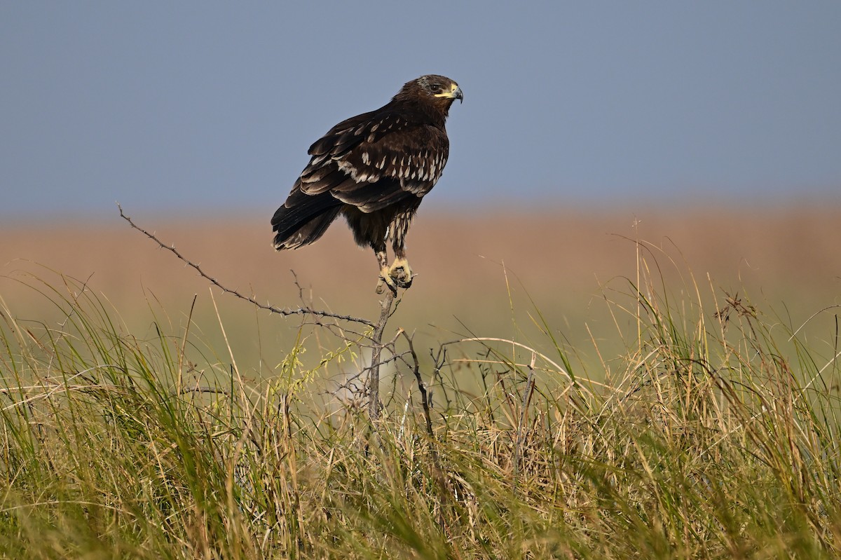 Greater Spotted Eagle - ML613705605