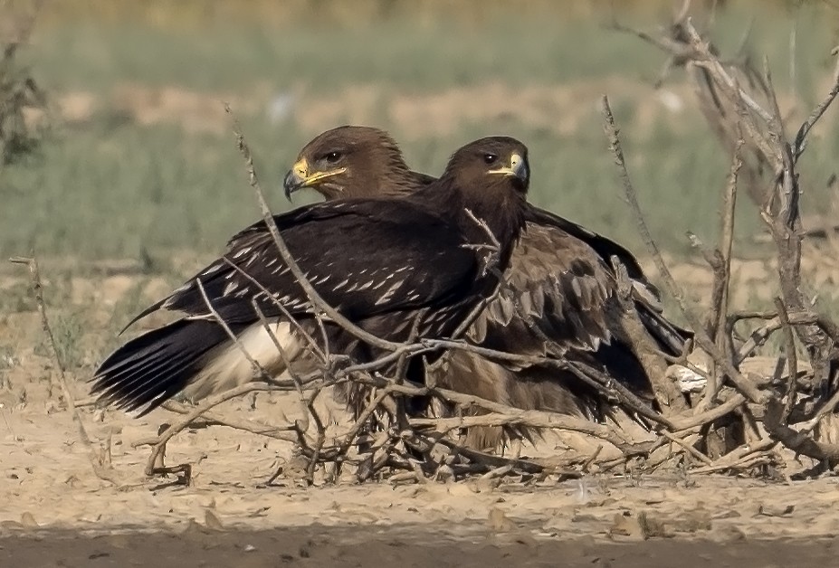 Greater Spotted Eagle - ML613705609