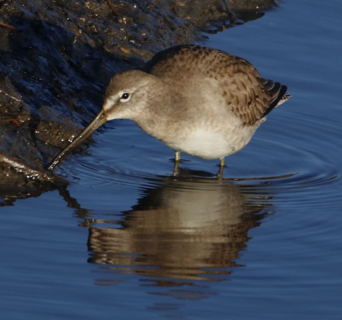 Long-billed Dowitcher - ML613705626