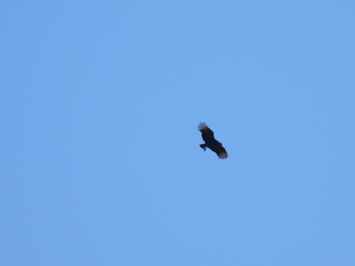 Black Vulture - ML613705630