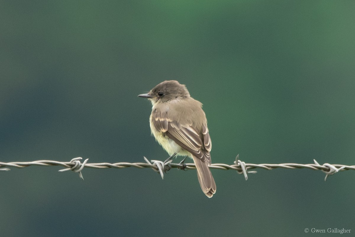 Eastern Phoebe - ML613705657