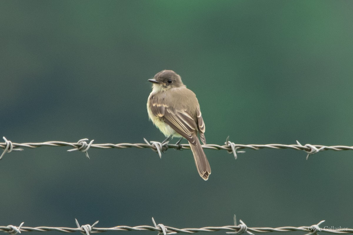 Eastern Phoebe - ML613705658