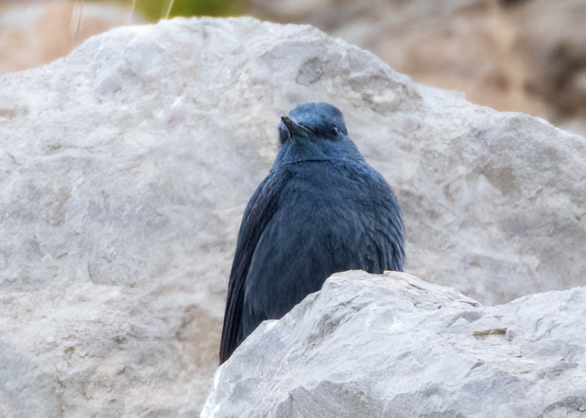 Blue Rock-Thrush - ML613705744