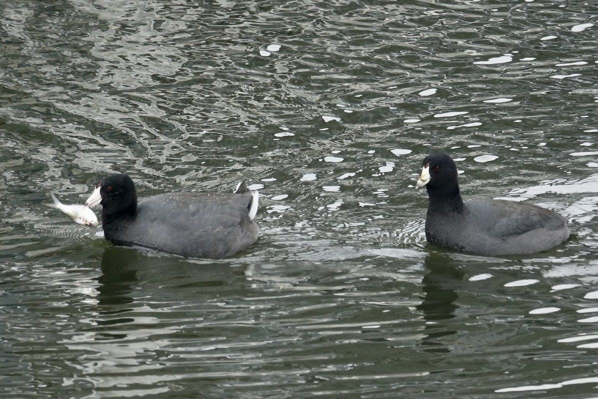 American Coot - ML613705794