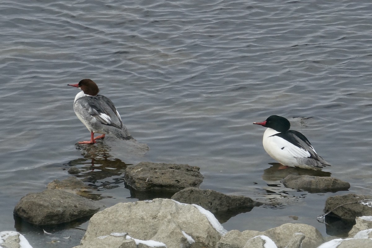 Common Merganser - ML613705856