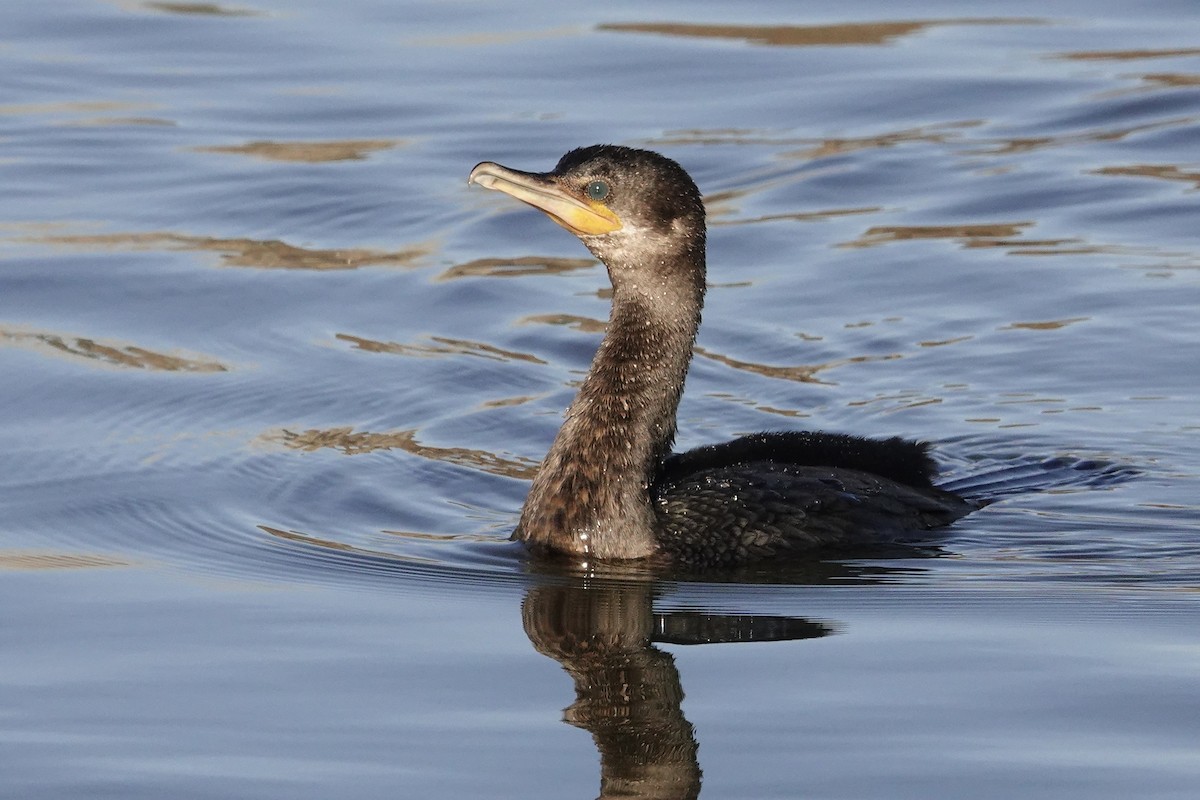 Neotropic Cormorant - Walt Anderson