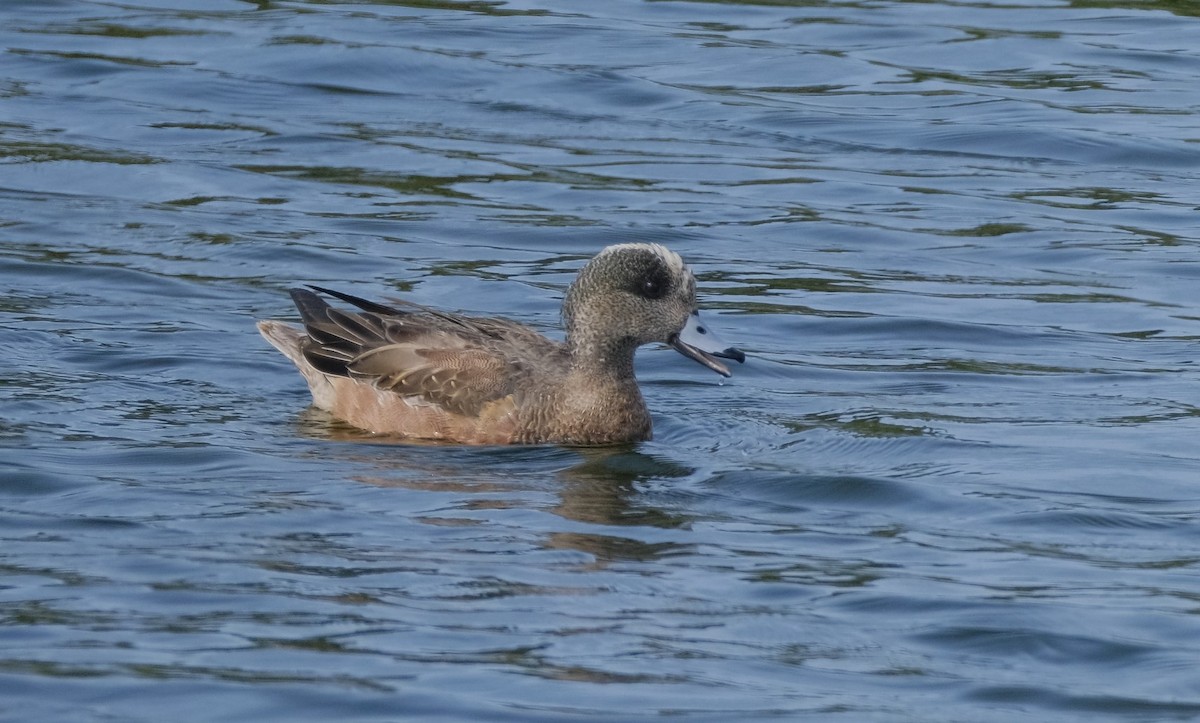 American Wigeon - ML613705953