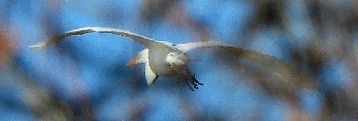 Great Egret - ML613705975