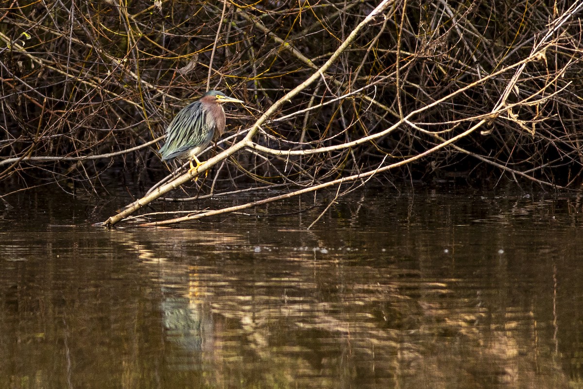 Green Heron - ML613705981