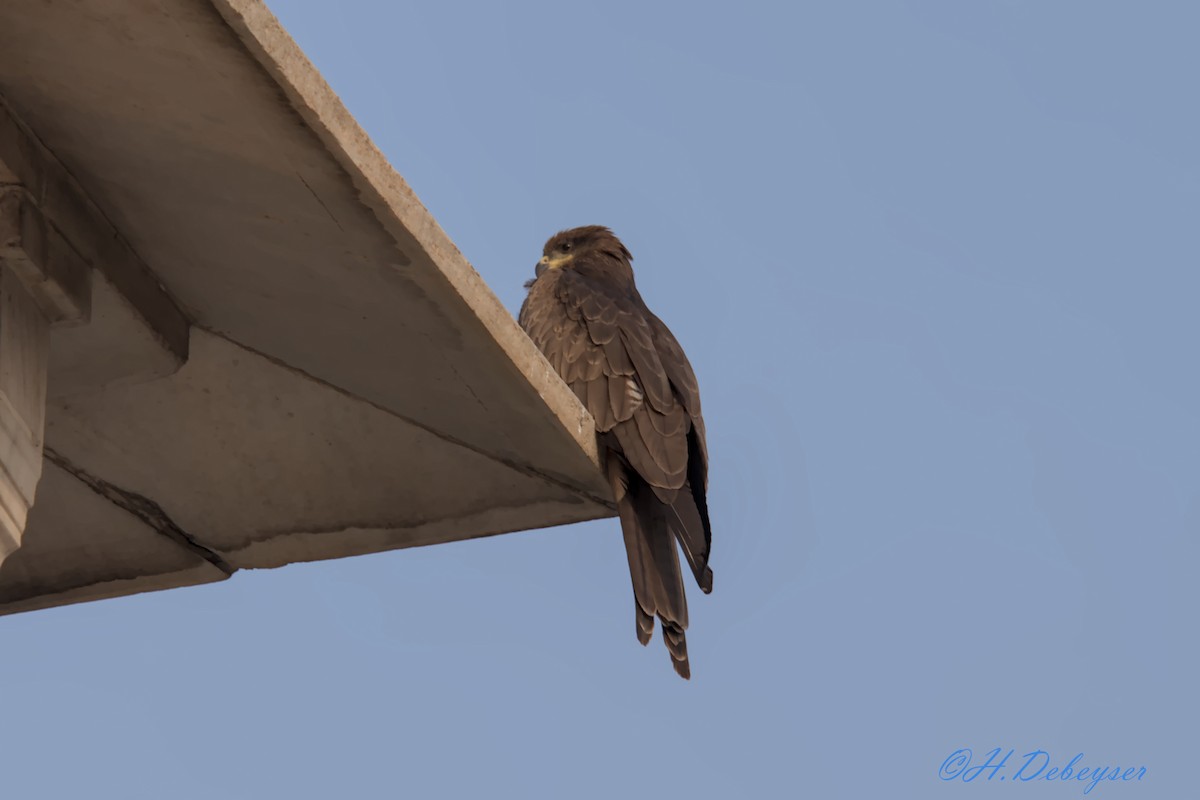 Black Kite - ML613705988