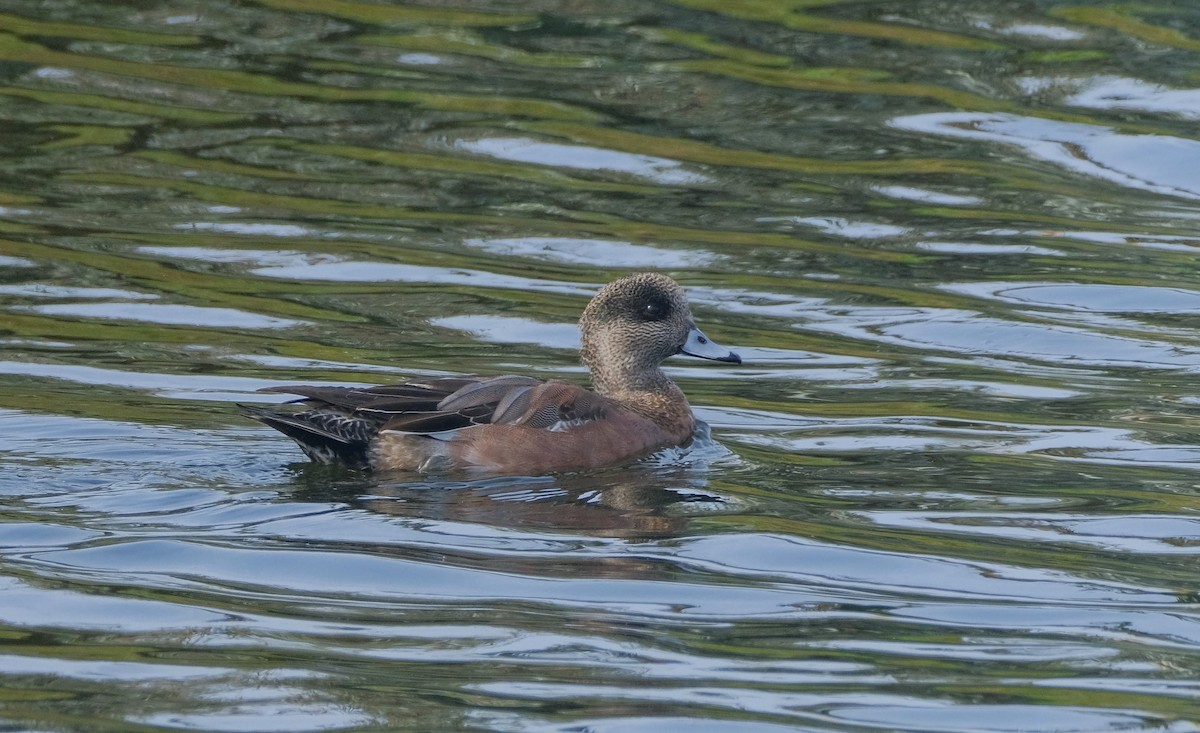 American Wigeon - ML613706010