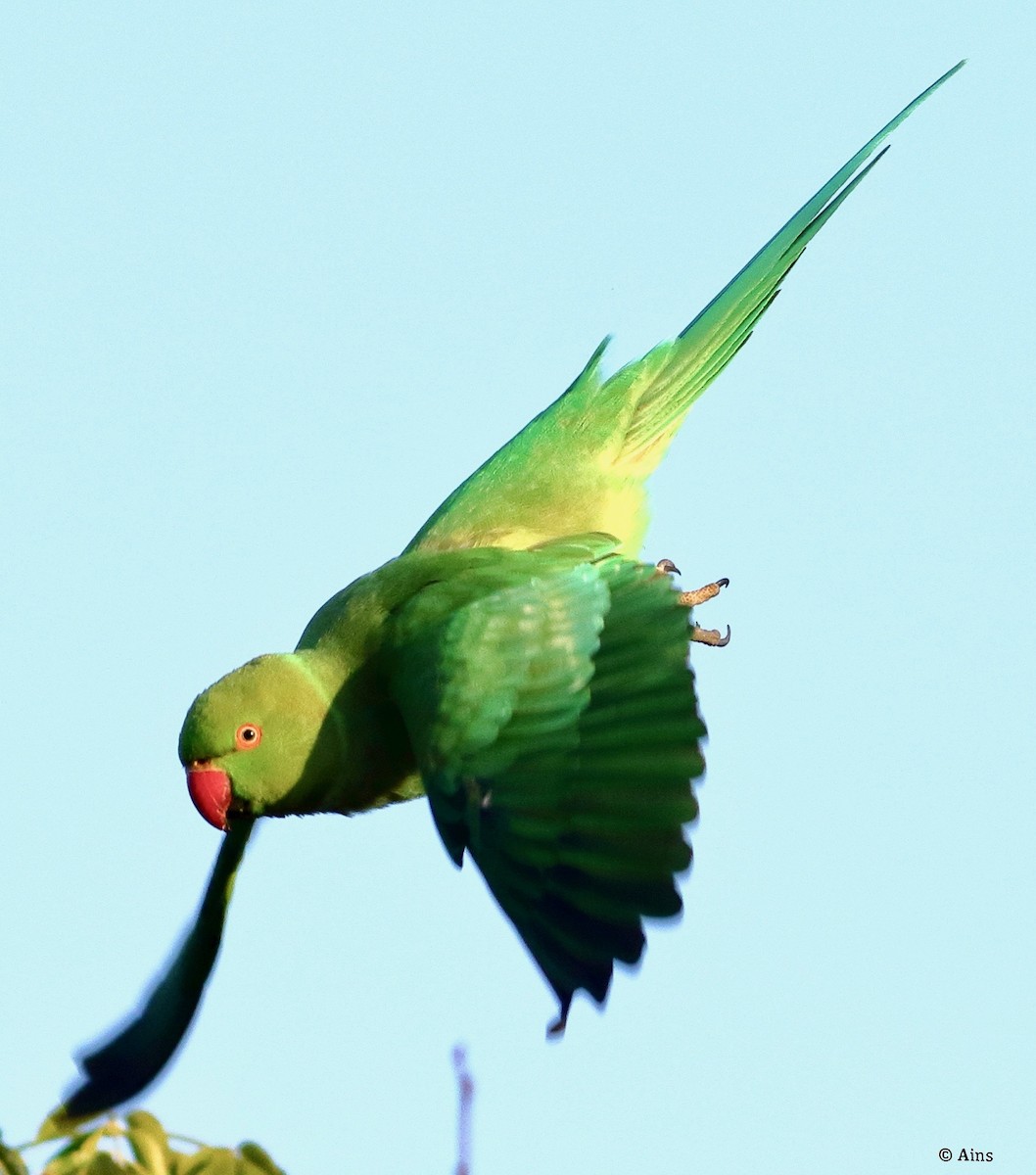 Rose-ringed Parakeet - ML613706082