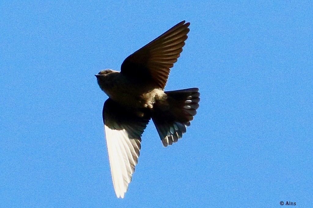 Dusky Crag-Martin - ML613706101