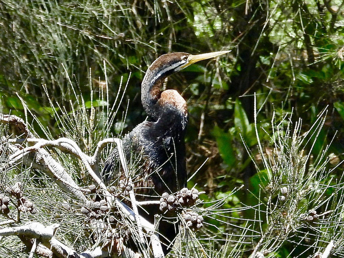 Austral-Schlangenhalsvogel - ML613706201