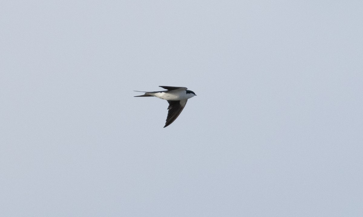 Bahama Swallow - ML613706208