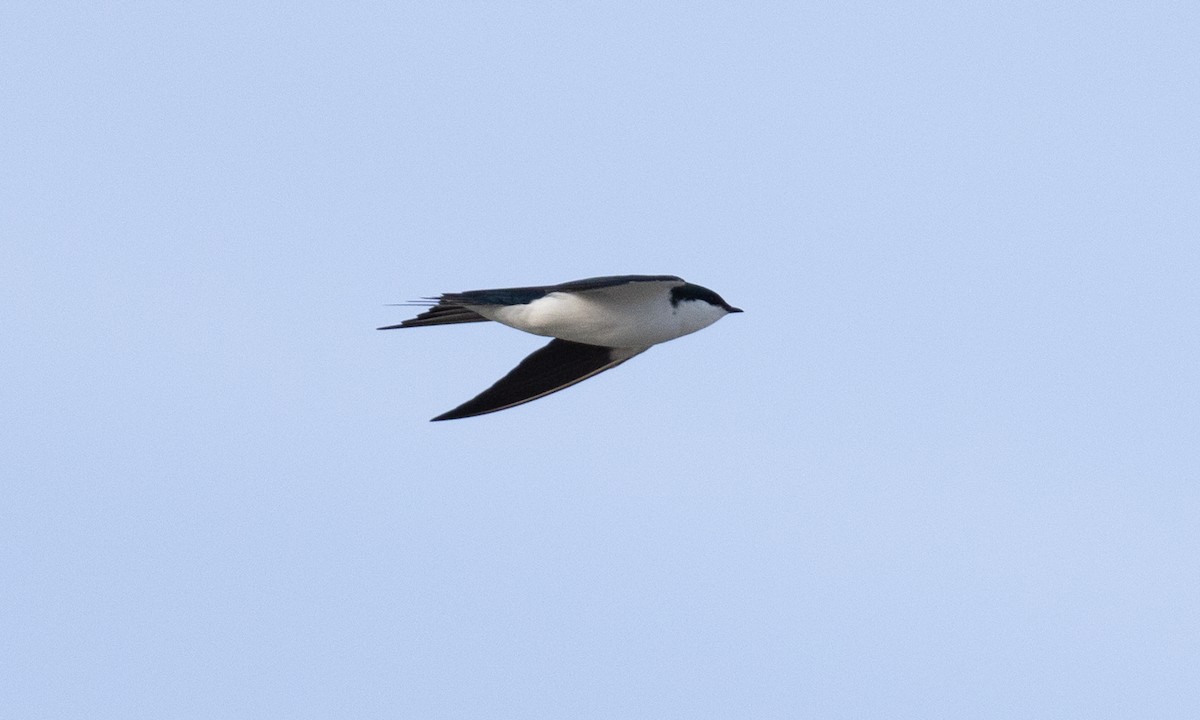 Bahama Swallow - ML613706212
