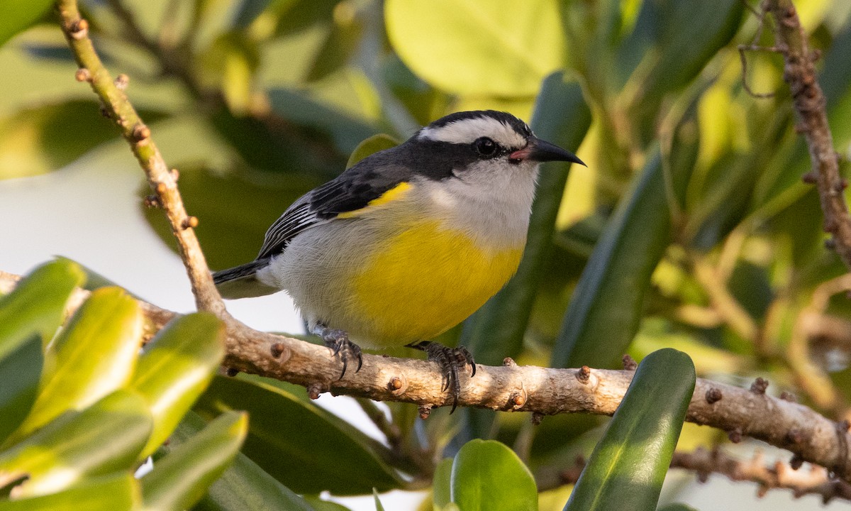 Sucrier à ventre jaune (bahamensis) - ML613706338