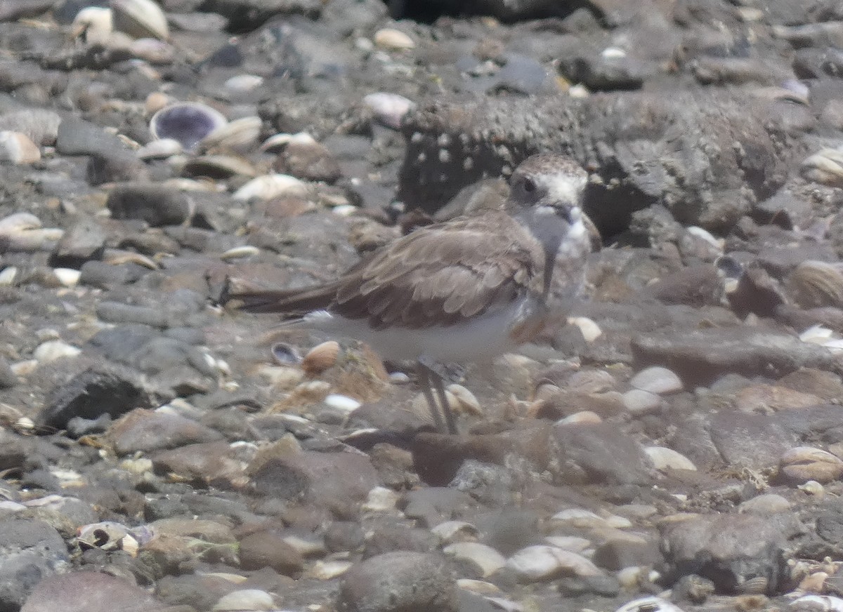 Double-banded Plover - ML613706569