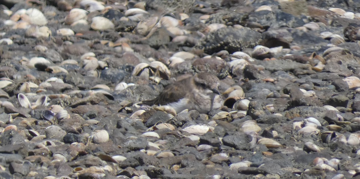 Double-banded Plover - ML613706570