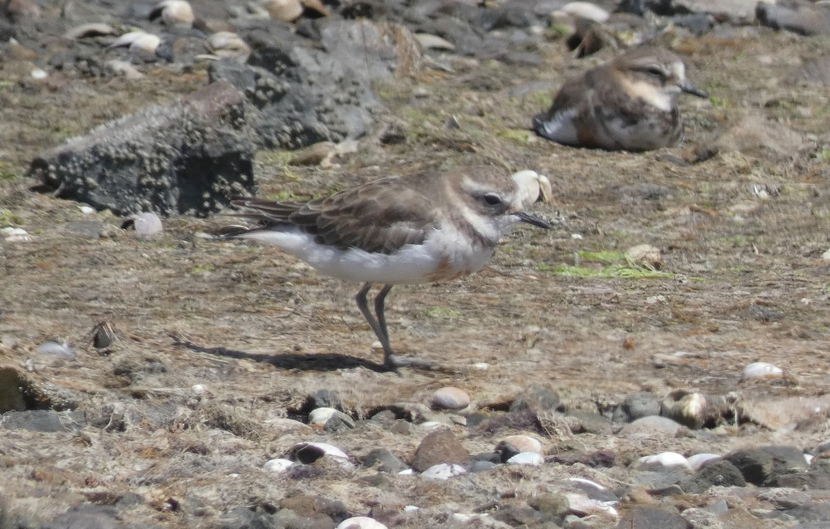 Double-banded Plover - ML613706571