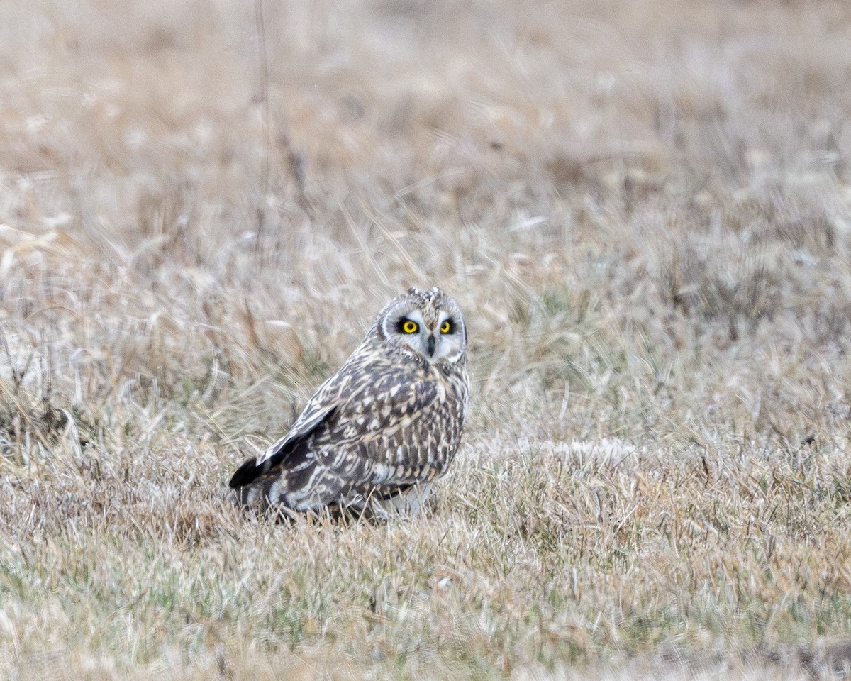 Short-eared Owl - ML613706754