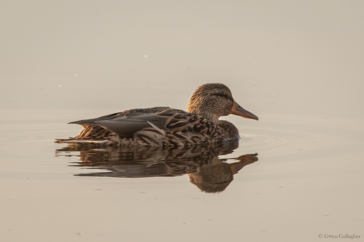 Mallard - ML613706786