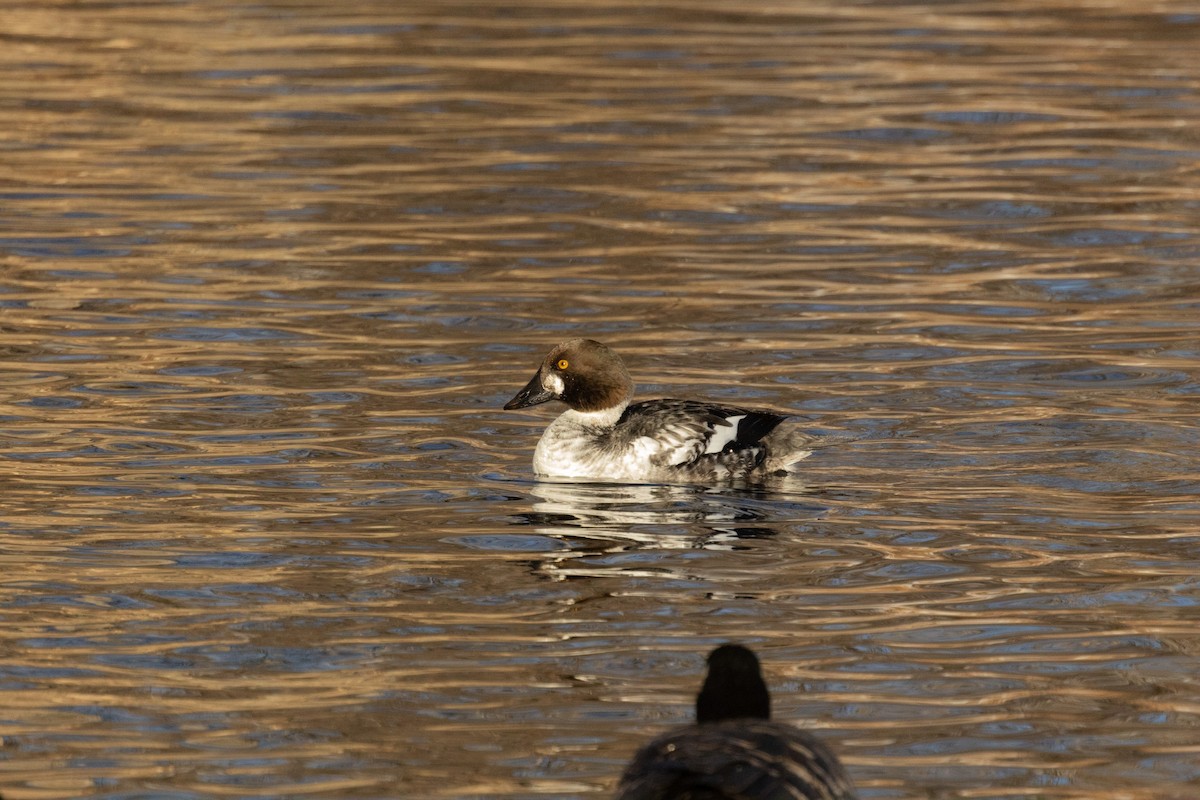 Common Goldeneye - ML613706787