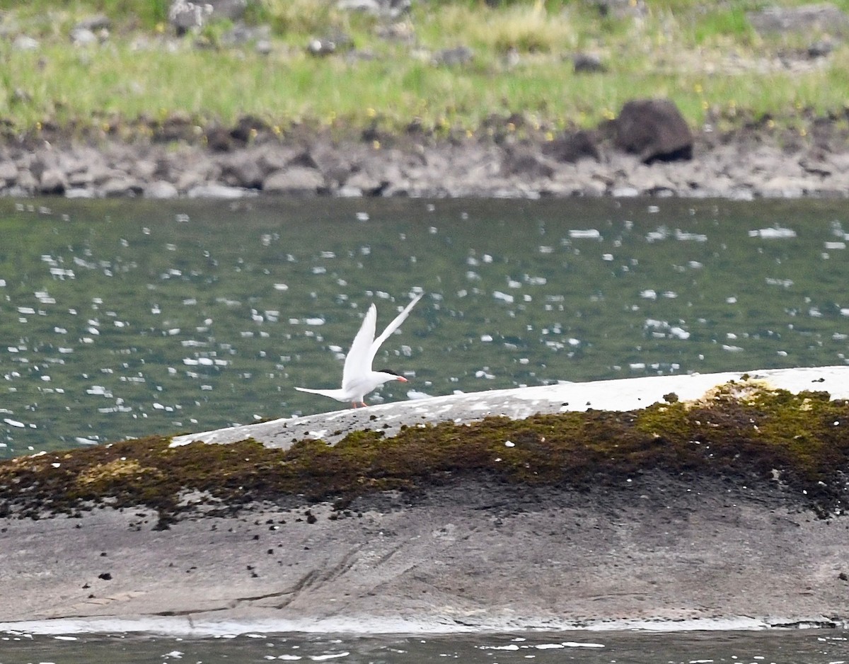 Common Tern - Win Ahrens