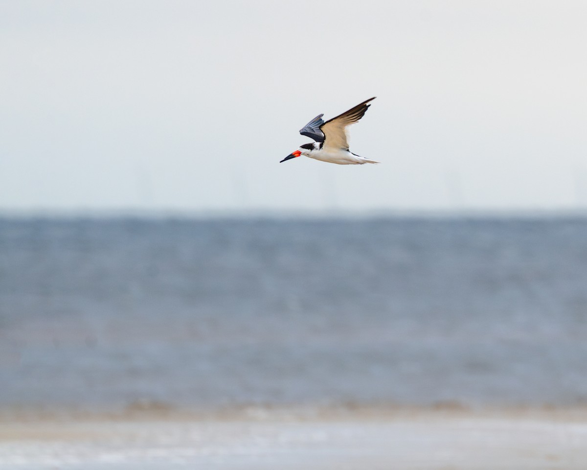 Black Skimmer - ML613706918