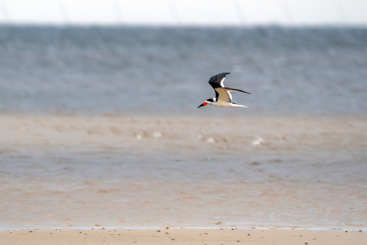 Black Skimmer - Dori Eldridge