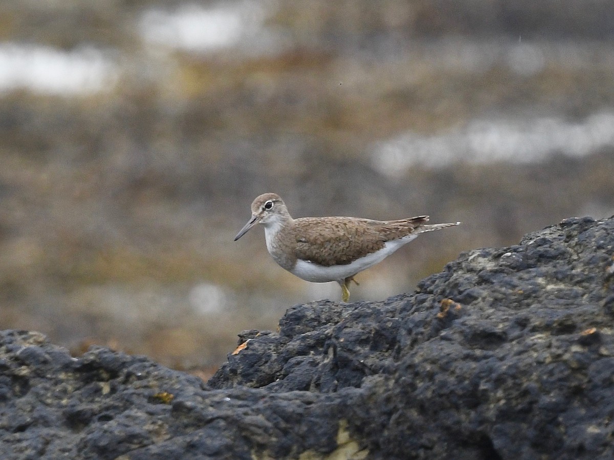 Common Sandpiper - Win Ahrens