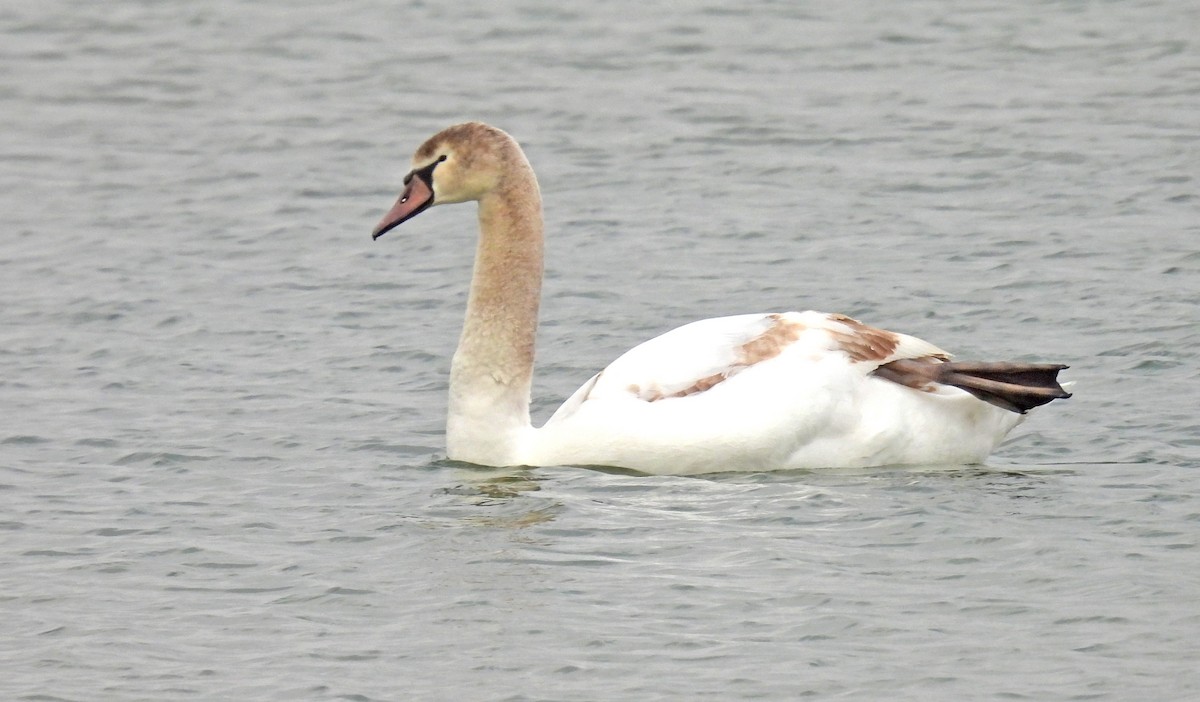 Mute Swan - ML613706969