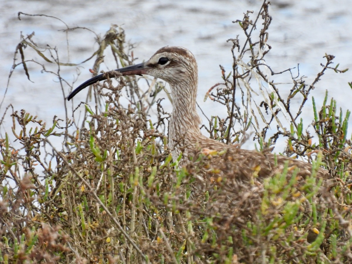 Whimbrel - ML613707018