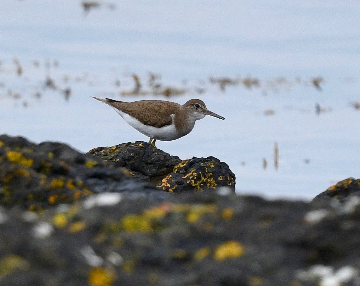 Common Sandpiper - Win Ahrens