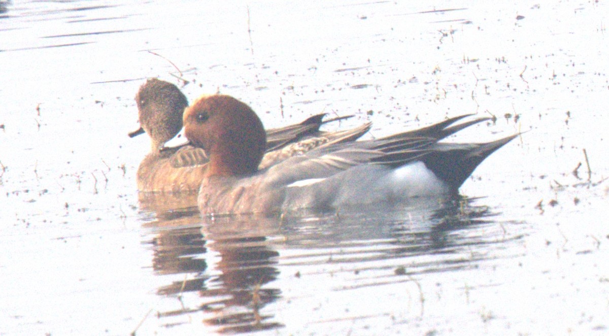 Eurasian Wigeon - ML613707182