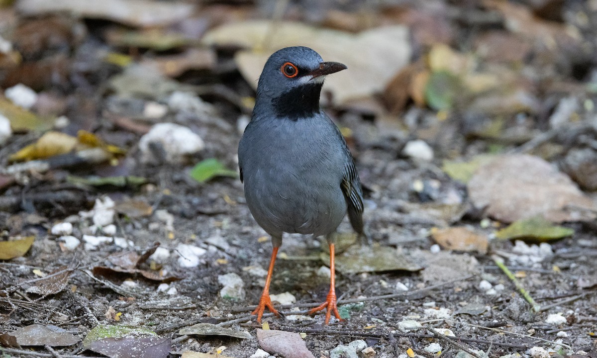 Red-legged Thrush (Bahamas) - ML613707305