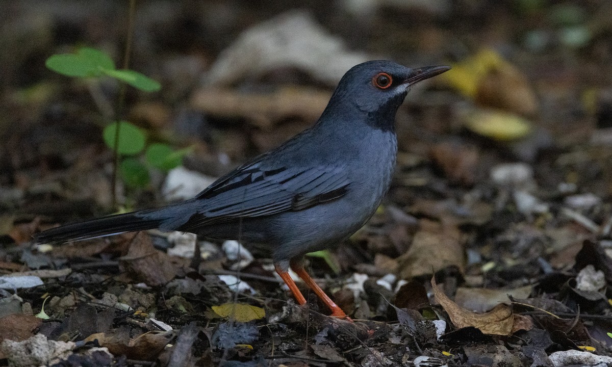 Red-legged Thrush (Bahamas) - ML613707308