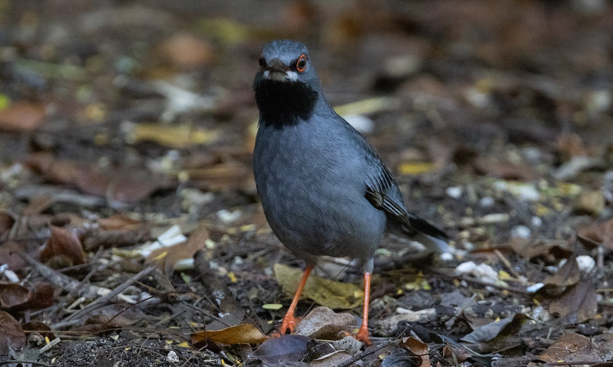 Red-legged Thrush (Bahamas) - ML613707309