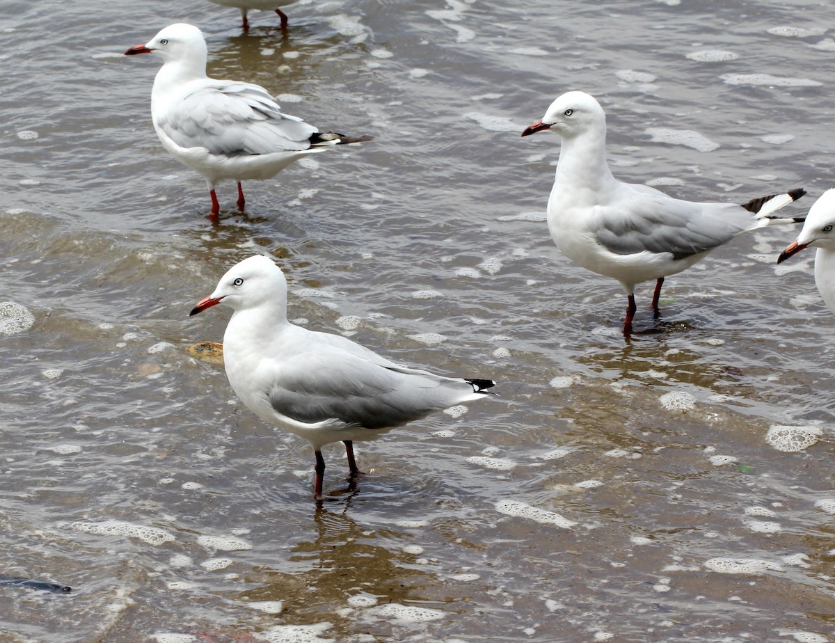 紐澳紅嘴鷗(novaehollandiae/forsteri) - ML613707326