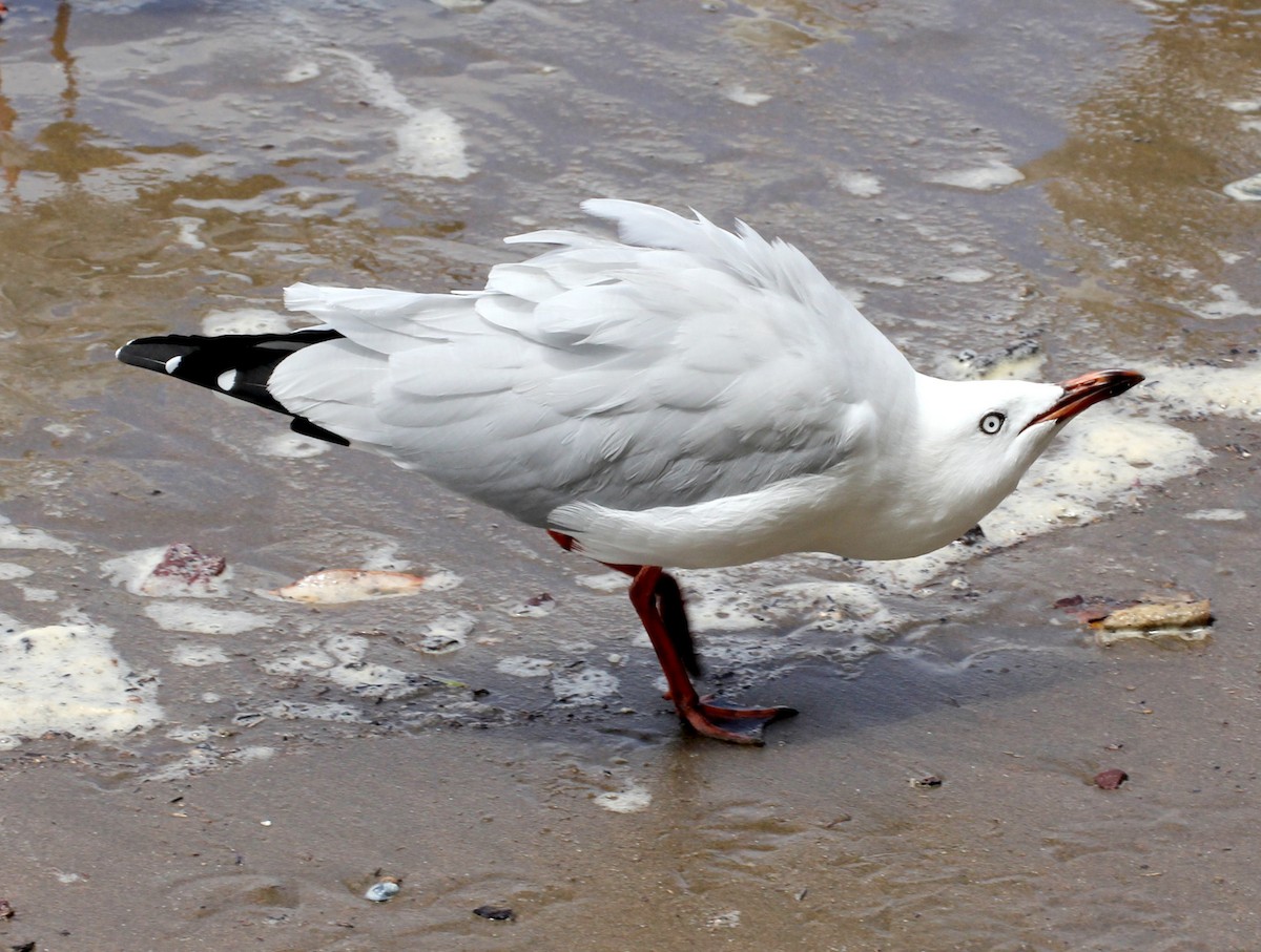 Silberkopfmöwe (novaehollandiae/forsteri) - ML613707327