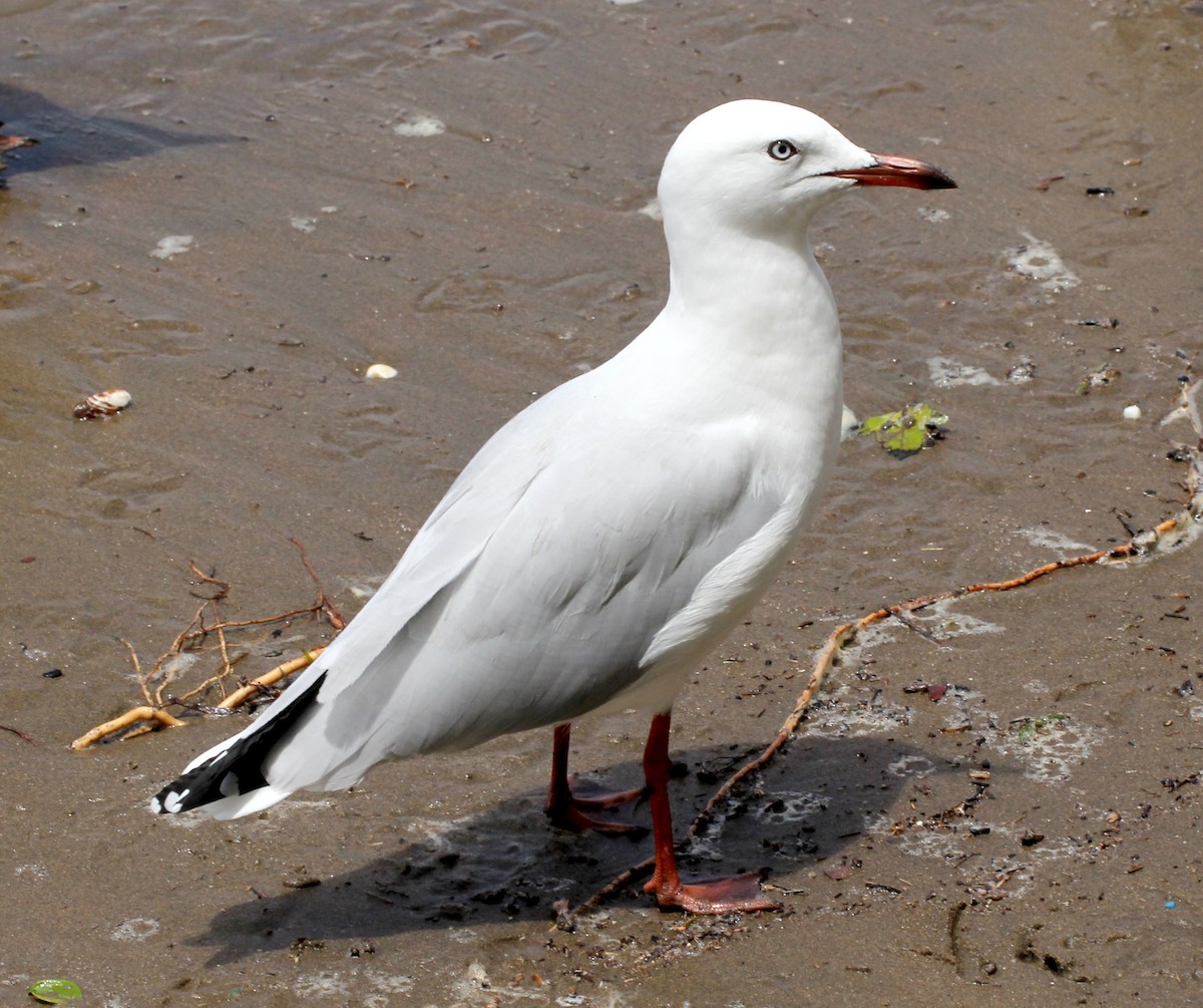 Mouette argentée (novaehollandiae/forsteri) - ML613707328