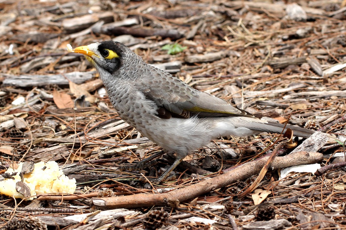 Noisy Miner - ML613707396