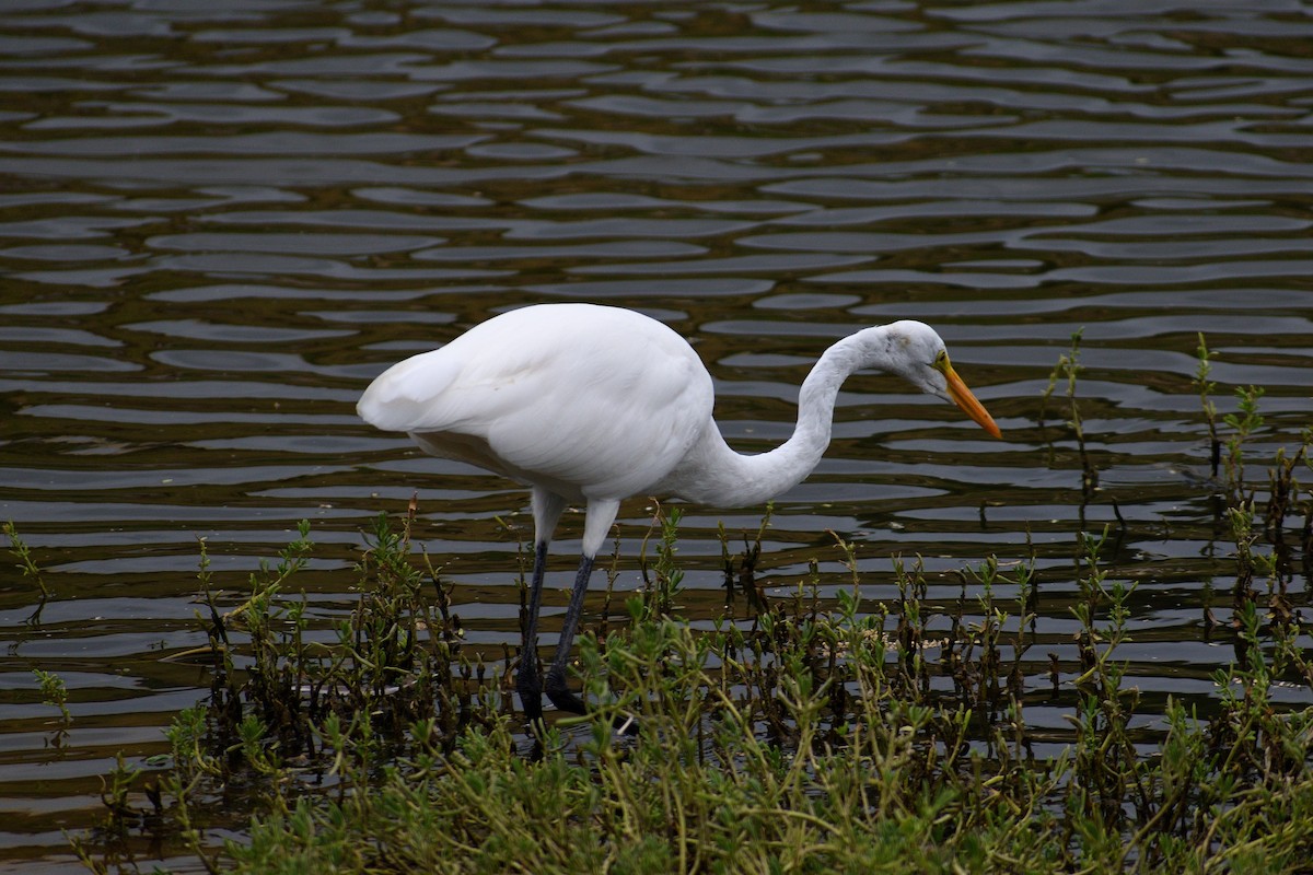 Great Egret - Ruben Torrejón