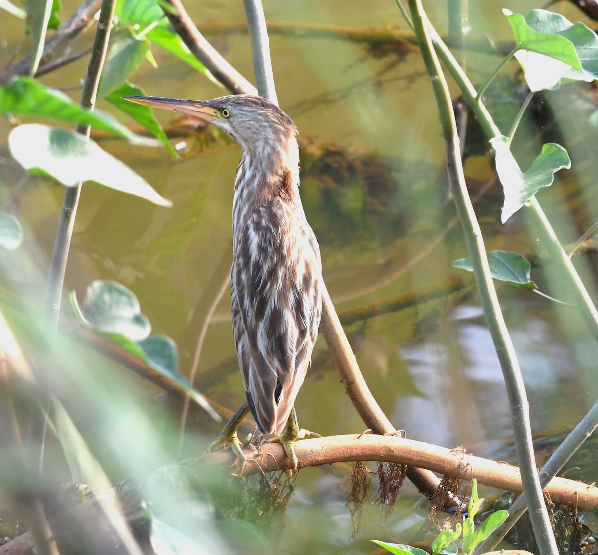 Yellow Bittern - ML613707711